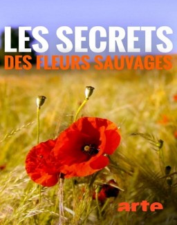 Fleur sauvage Saison 1 Episode 16